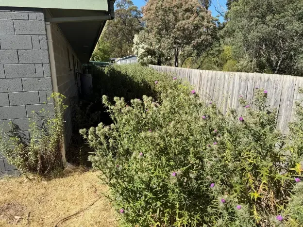 Garden tidy-ups & regular care
